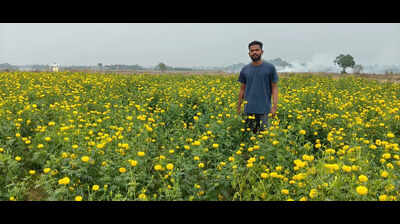 Marigolds are goldmine for farmers