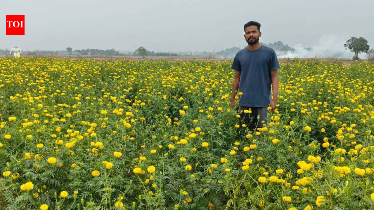Marigolds are goldmine for farmers