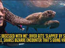 &lsquo;He&rsquo;s obsessed with me&rsquo;: Diver gets &lsquo;slapped&rsquo; by sea turtle, shares bizarre encounter that&rsquo;s going viral