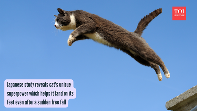 Japanese study reveals cat's unique superpower which helps it land on its feet even after a sudden free fall