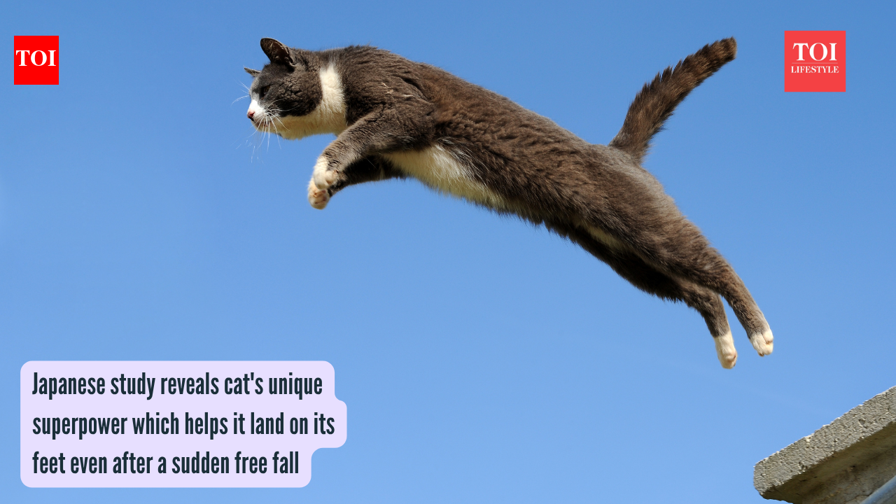Japanese study reveals cat's unique superpower which helps it land on its feet even after a sudden free fall