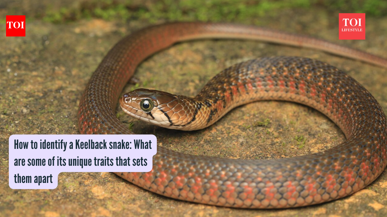 Kneelback Snake Identification: How to identify a Kneelback snake: What are some of its unique traits that sets them apart – The Times of India Kneelback Snake Identification: How to identify a Kneelback snake: What are some of its unique traits that sets them apart – The Times of India