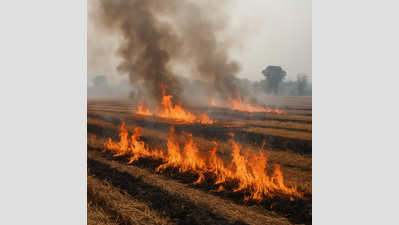 Ban on stubble burning in city, violators to face action
