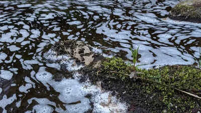 River pollution in Moray leads to fish and bird deaths in environmental disaster.