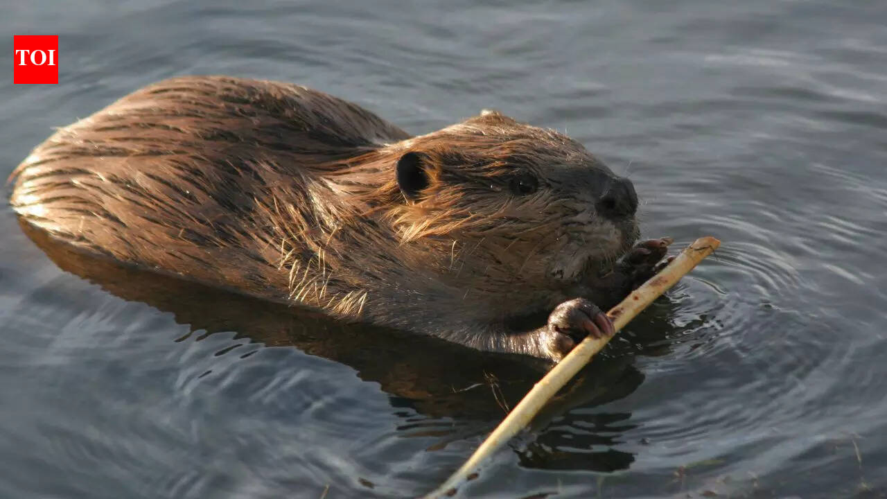 UK beaver rewilding row: Reform council backs river releases to fight flooding despite party opposition