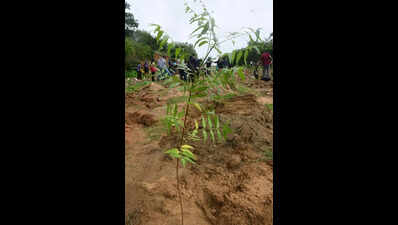 Govt cuts tree-planting target to3 crore amid sapling shortage
