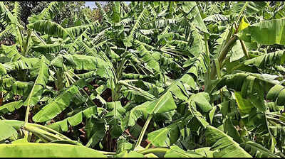 Storm, hail damage crops across Uttarakhand; farmers fear losses
