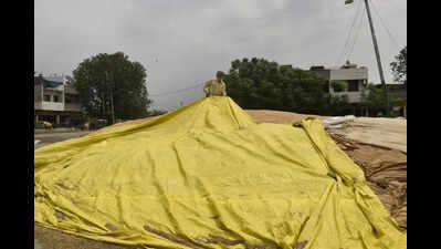 Rain and squall lash Punjab; wheat stocks at mandis at risk