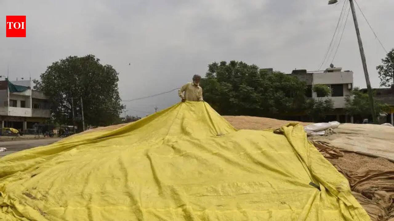 Rain and squall lash Punjab; wheat stocks at mandis at risk