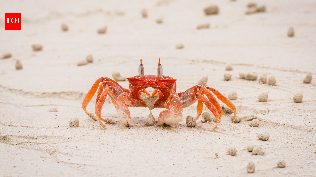 Biologists uncovered why so many animals evolve into crabs but only true crabs walk sideways