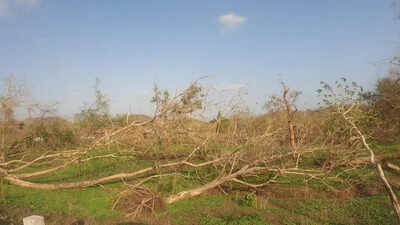 Red tape to be peeled off 86k Tauktae-felled trees in Gir forest