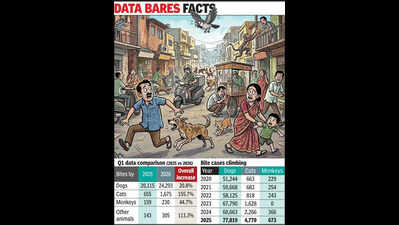 Animal bites rise in Ahmedabad; cat attacks jump by 156%
