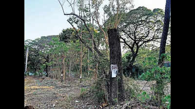 Greenery Pays The Price Amid Bigger Push For Infra