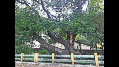 Greenery Pays The Price Amid Bigger Push For Infra