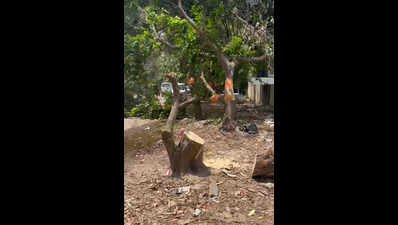 Over 10 trees felled in Palam Vihar green belt despite HC curbs
