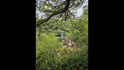 Haryana begins sacred grove identification drive