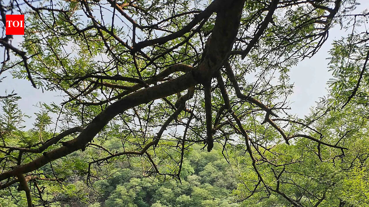 Haryana begins sacred grove identification drive