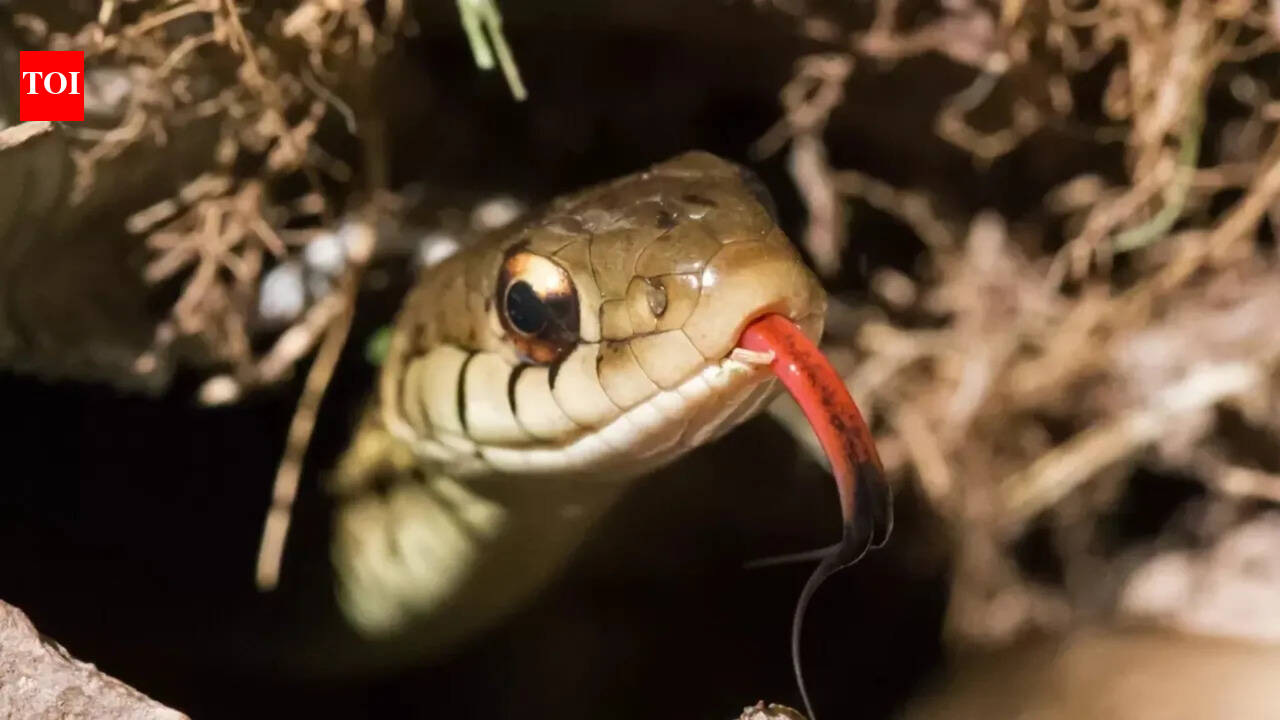 Can snakes recognize humans? What science actually says about reptiles’ memory, senses, and ‘recognition’
