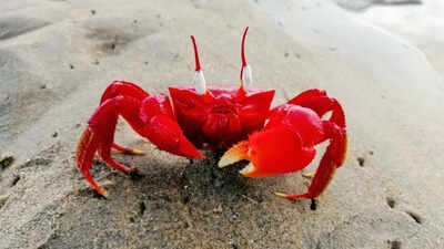 The curious case of crabs’ sideways movement: An evolution 200 million years in the making
