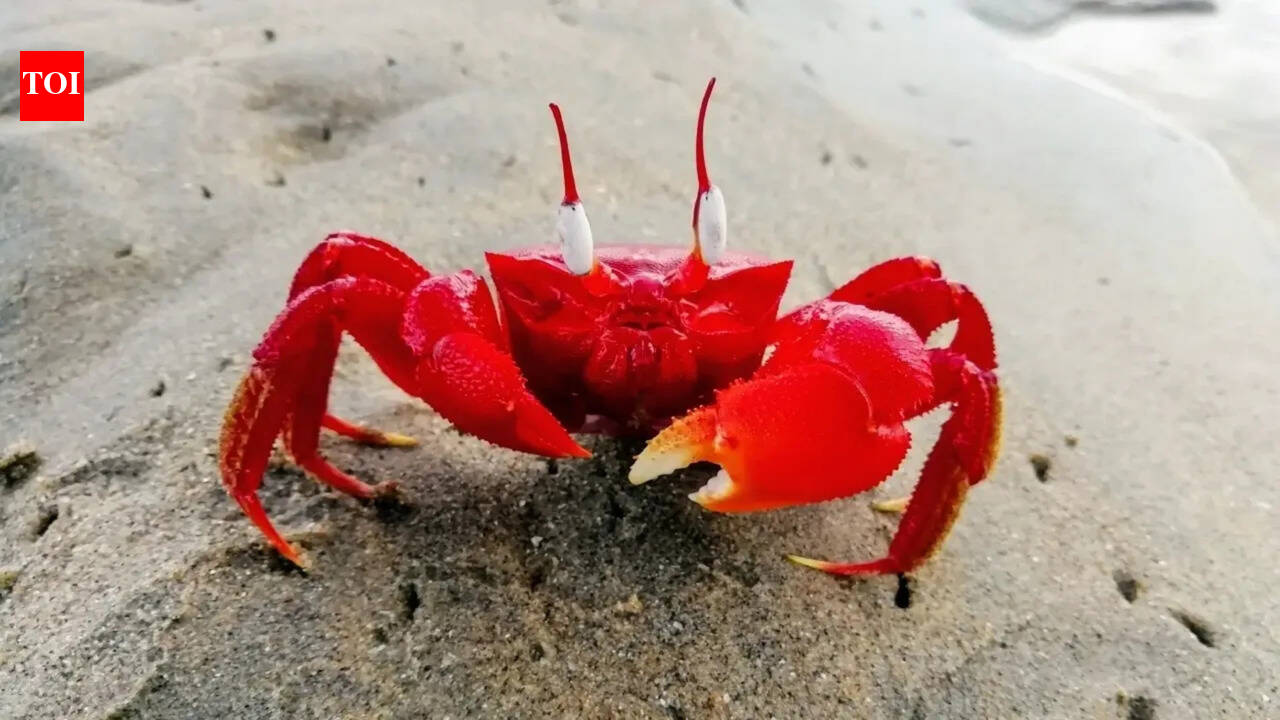 The curious case of crabs’ sideways movement: An evolution 200 million years in the making