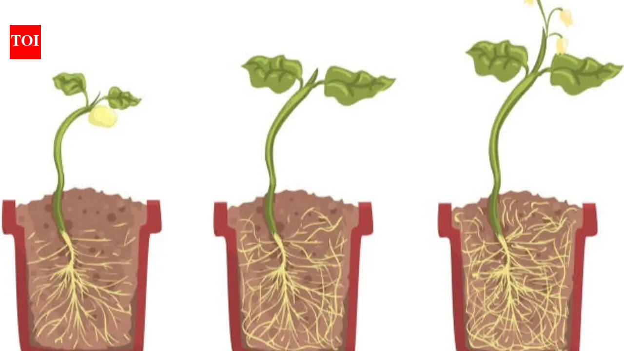 5 Reasons your plants are not growing properly