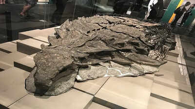 In 2011, a mine worker in Alberta noticed odd lumps in the rock and accidentally unearthed a perfectly preserved 110-million-year-old armoured dinosaur