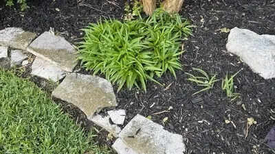 Optical illusion: Can you spot the hidden snake in this garden in 10 seconds?