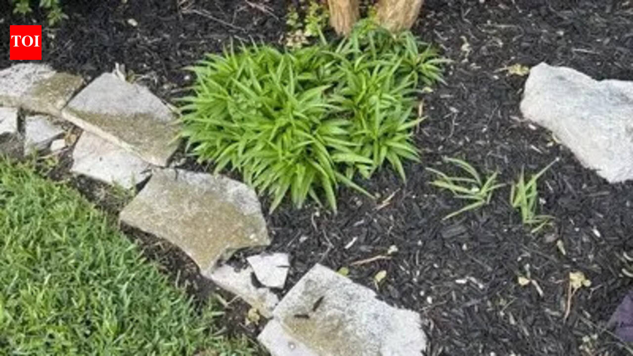 Optical illusion: Can you spot the hidden snake in this garden in 10 seconds?