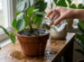 Overwatered your plant? Do this today to stop root rot before it's too late