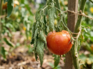 Tomato leaves curling? These 3 clues tell you exactly why
