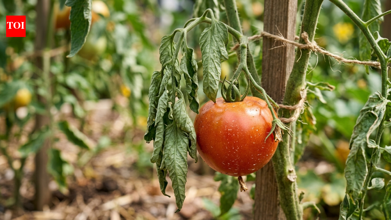 Tomato leaves curling? These 3 clues tell you exactly why | – The Times of India Tomato leaves curling? These 3 clues tell you exactly why | – The Times of India