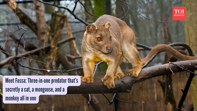 Meet Fossa: Three-in-one predator that’s secretly a cat, a mongoose, and a monkey all in one