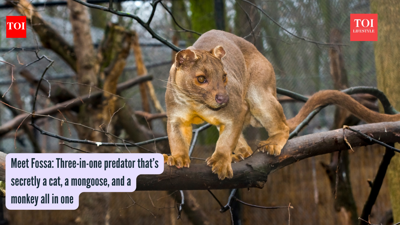 Meet Fossa: Three-in-one predator that’s secretly a cat, a mongoose, and a monkey all in one