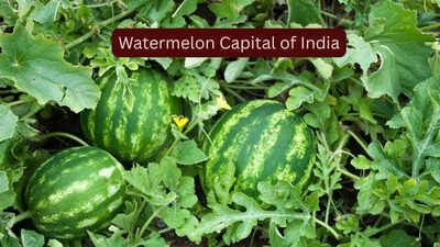 How to reach the ‘Watermelon Capital of India’ and experience the sweetest summer escape