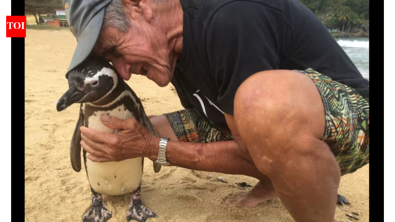 Meet the penguin who swims thousands of miles every year just to visit the man who saved him