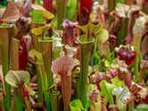 GK Fact of the Day: 7 carnivorous plants that trap and eat insects