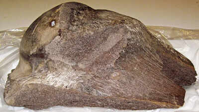 In 2010, a bulldozer driver found a tusk in the Colorado mud and unearthed the high-altitude secrets of the Snowmastodon site