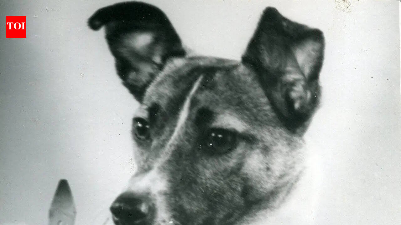 In 1957, a Moscow stray dog was sent into orbit, and her lonely flight paved the way for human space travel
