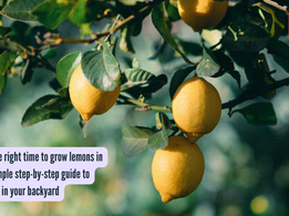What is the right time to grow lemons in the US: Simple step-by-step guide to grow them in your backyard