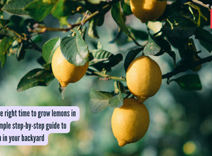 What is the right time to grow lemons in the US: Simple step-by-step guide to grow them in your backyard