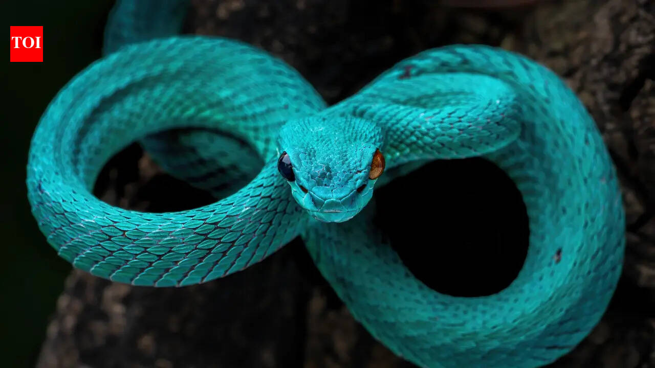 Most striking blue snakes found around the world