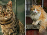 Are these cats even real? 5 rare colours and patterns that look straight out of a dream
