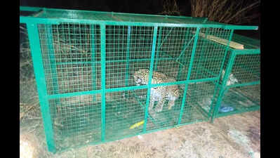 Tagged leopard triggers inter-district verification exercise