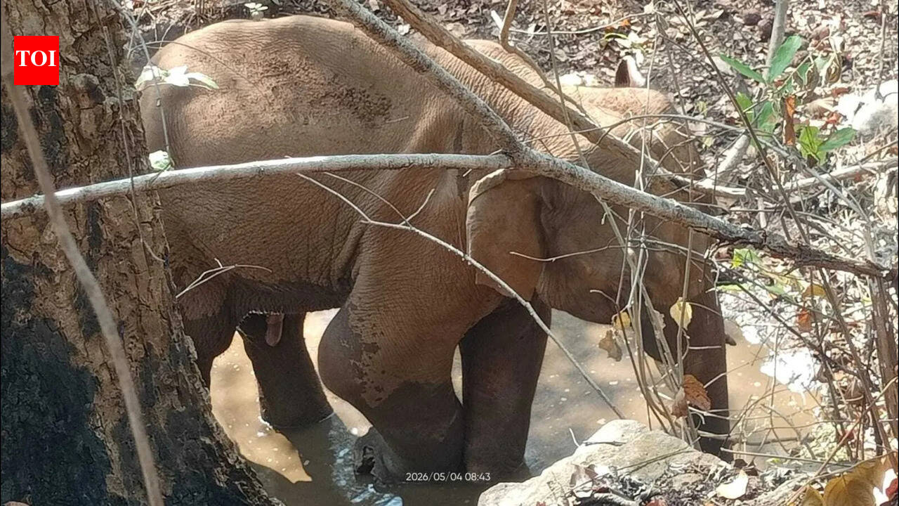 Elephant injured after stepping on IED in Jharkhand's West Singhbhum district