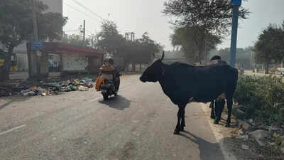 ‘Remove stray cattle from roads in 4 months’