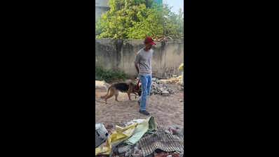 Husky case: Three more dogs, including German Shepherd, rescued