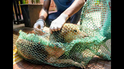 BMC: 1/3rd of stray dogs vaccinated in city, drive to be over in 2 more months