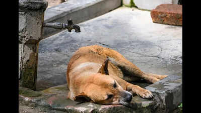 Heatwave pushes pets and stray animals to the brink, clinics in Pune witness surge in critical cases