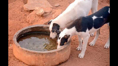 Heatwave pushes pets and stray animals to the brink, clinics in Pune witness surge in critical cases