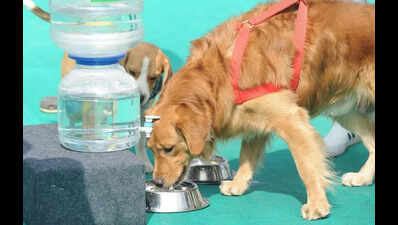 Heatwave pushes pets and stray animals to the brink, clinics in Pune witness surge in critical cases